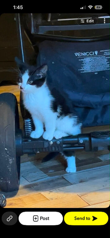 Kittens needing their forever home