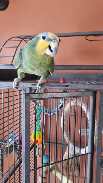 Ollie orange amazon
