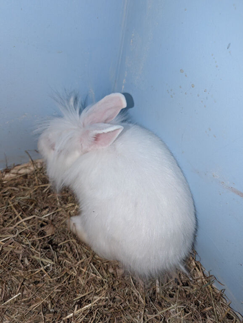 Albino mini lop cross lion head