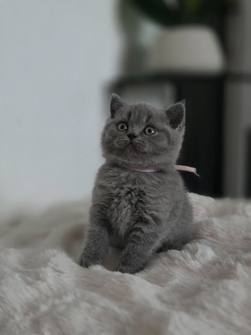 British Shorthair Kittens READY TO LEAVE