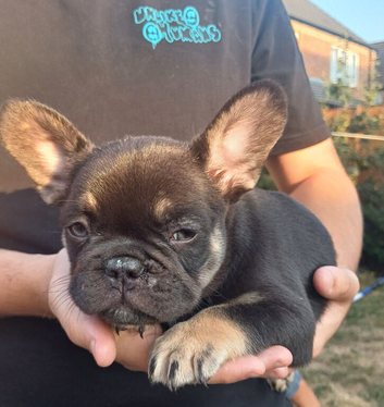 KC Quality loving Puppies