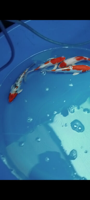 koi &pound;5 and &pound;10