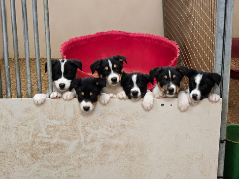 ISDS Tri and Black & White Border Collie Puppies