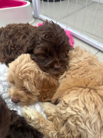 Cockapoo puppies ready now!'