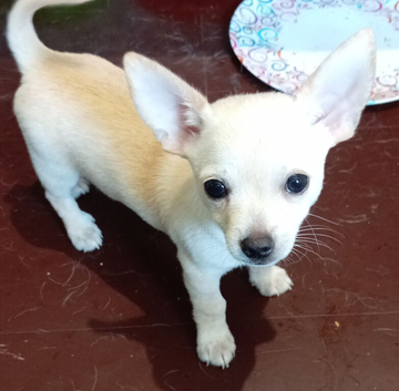 1 white with slight tan male pup 16 week old