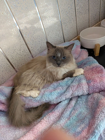 BEAUTIFUL FEMALE RAGDOLL