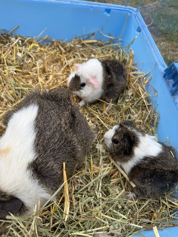 Baby guinea pigs