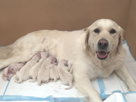 6 purebred golden retriever puppies available