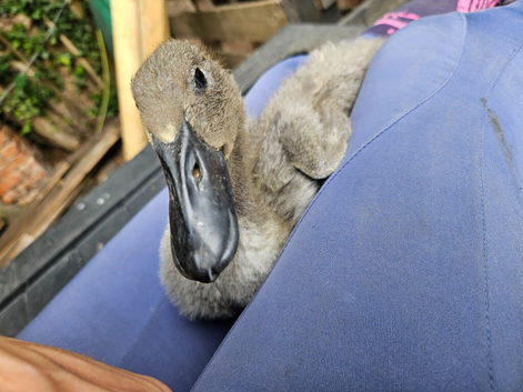Indian runner duck FEMALES
