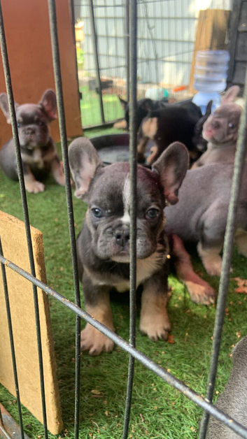 Frenchie pups reduced again