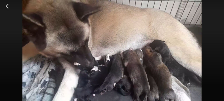 Akita puppy's for sale