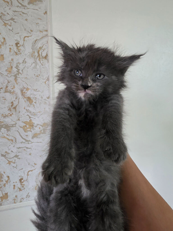 Championship maine coon kittens