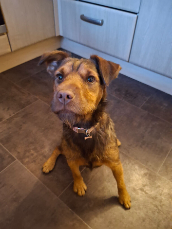 9 month old, female Patterdale Terrier