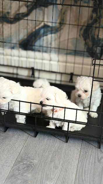 for sale maltese puppies