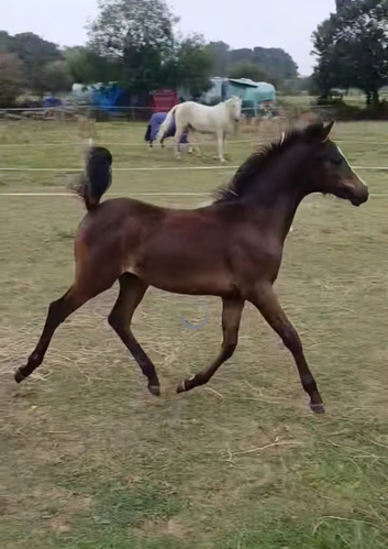 Beautiful show pony filly