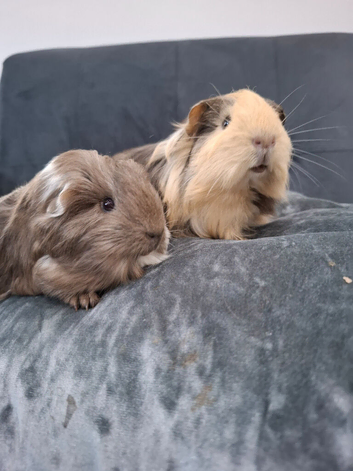 Sheltie pair of boars