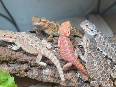 Baby bearded dragons