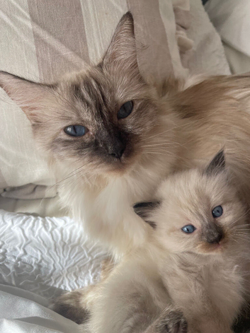 Ragdoll kitten