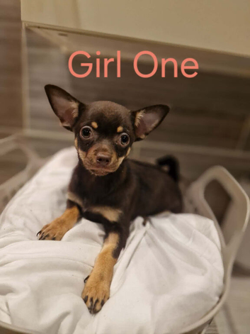 3 chocolate and tan Chihuahua puppies