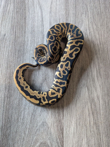 Leopard royal python