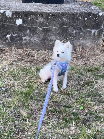 Beautiful full Pomeranian puppy