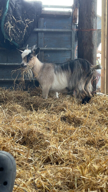 2 Pygmy Females possibly in kid