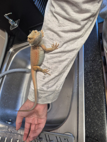 Baby bearded dragons
