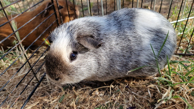 4 months old half brothers (California x)