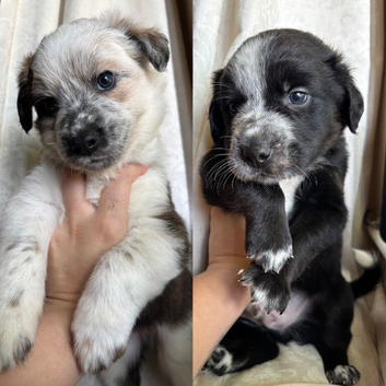 Border Collie x Blue Heeler x Ridgeback Pups