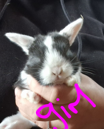 Mini lop babies