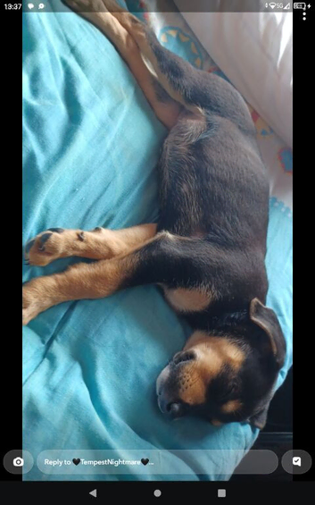 Puppies boy and girls for sale staff x German shepherd x lab
