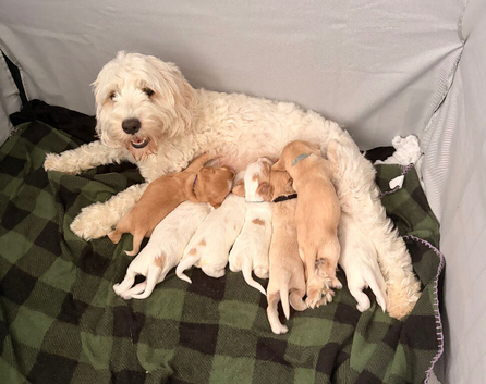 Cockapoo puppies