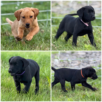 KC registered working FT Labrador puppies fox red and black