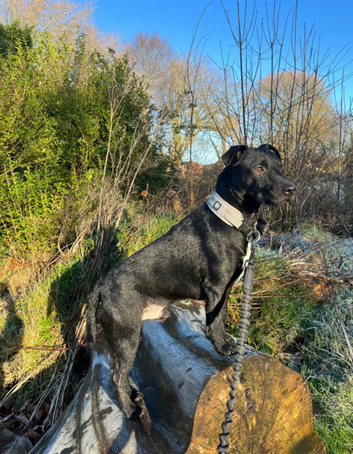 Patterdale terrier for stud