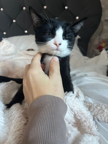 Black and white kitten