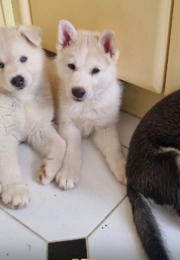 Siberian Husky - Beautiful white female husky puppy