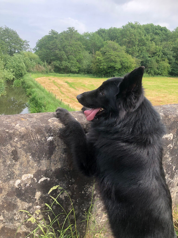 GermanShepherd Stud