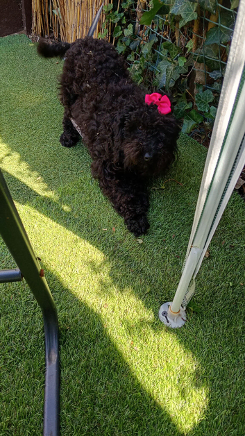 Girl black cockapoo