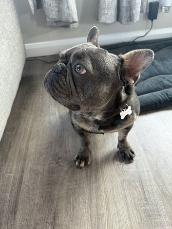 French Bulldog - Axel
