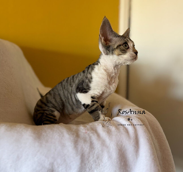Beautiful girl available soon