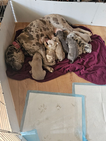 Cane corso x great dane