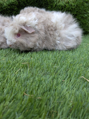 Boar guinea pigs