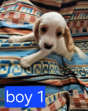 CAVALIER X COCKER PUPS [COCKERLIERS] READY NOW
