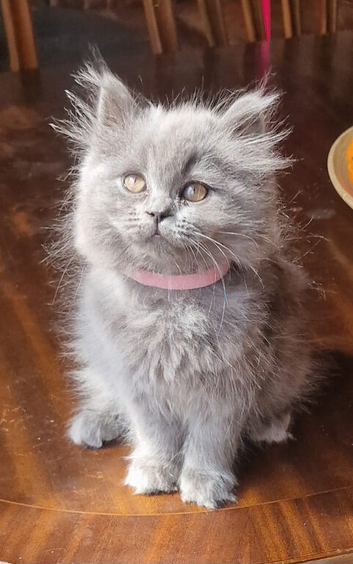 Gorgeous British Blue longhair kittens