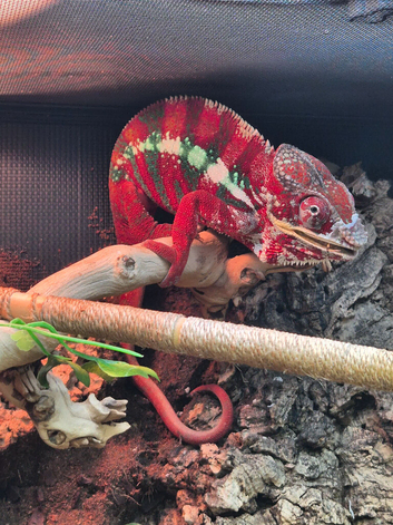 Baby chameleons for sale.