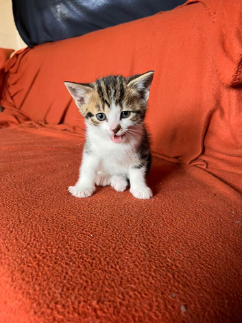 Tabby cross Bengal female
