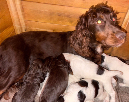 Traditional Working Cocker Spaniels