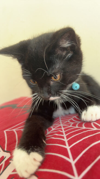 Kitten need remhomed asap