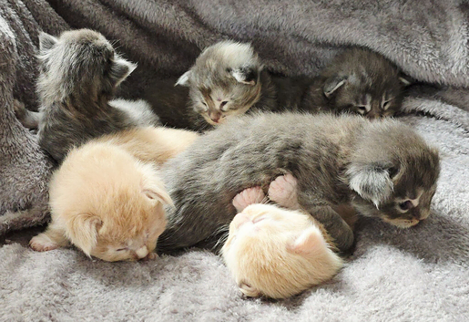 Kittens ready 17/10/26