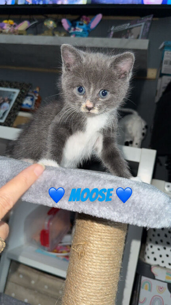 Kittens